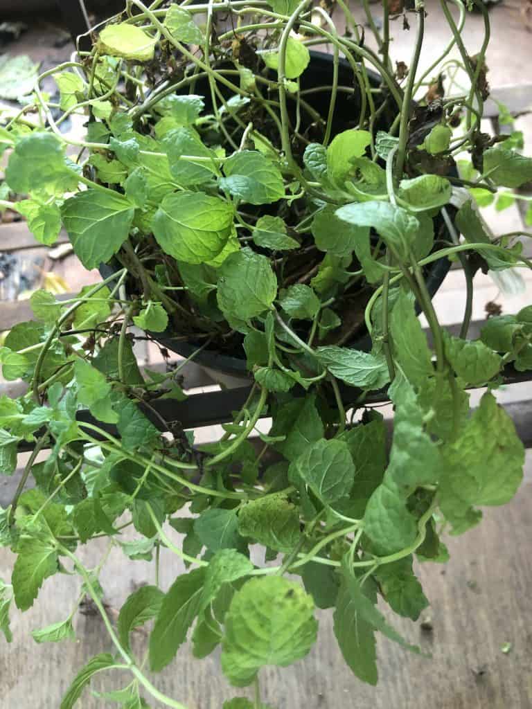 fresh mint from my kitchen garden